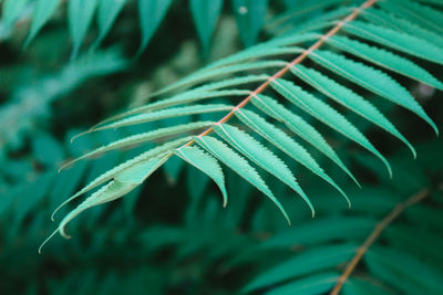 Close-up of fern leaves