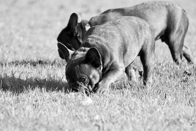 View of a dog relaxing on field