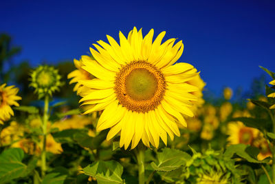 Close-up of yellow sunflower on field