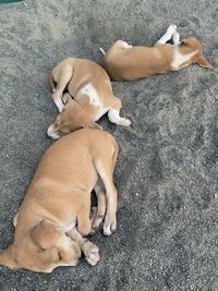 High angle view of dog sleeping