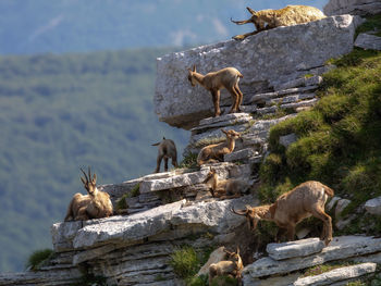 Chamois family with offspring. wild chamois on the rocks at the top of the summit. wild animal