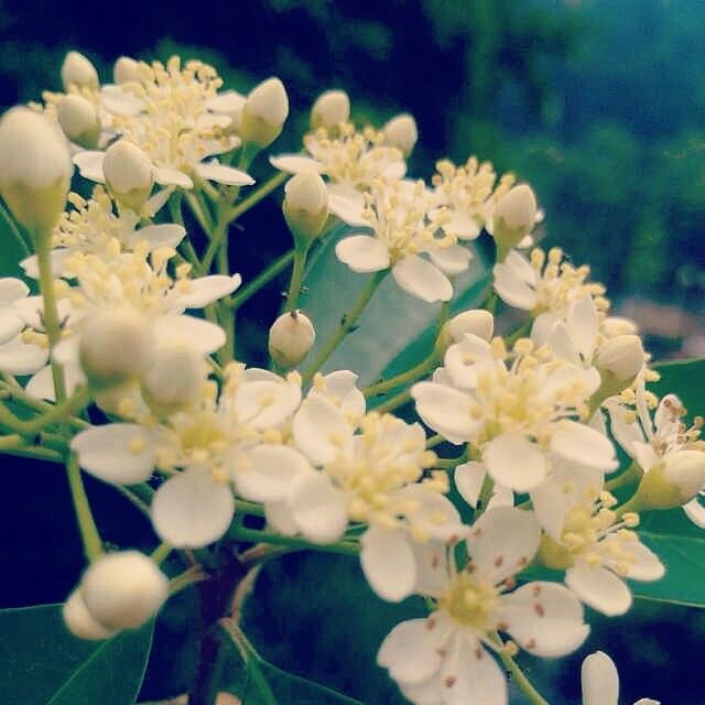 flower, freshness, growth, fragility, white color, petal, beauty in nature, focus on foreground, close-up, flower head, nature, blooming, blossom, in bloom, plant, bunch of flowers, day, outdoors, selective focus, botany