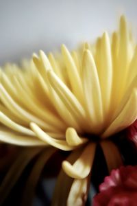 Close-up of yellow flower