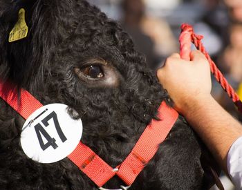 Close-up of hand feeding horse