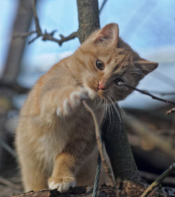 Close-up of a cat looking away