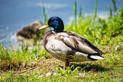 Close-up of duck on lake