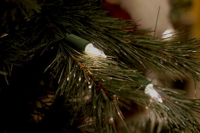 Close-up of christmas tree