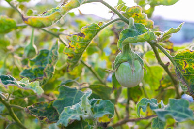 plant