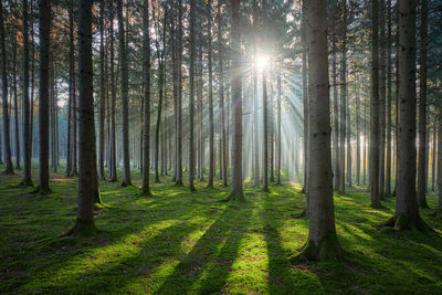 Sunlight streaming through trees in forest