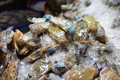 Close-up of fish for sale in market