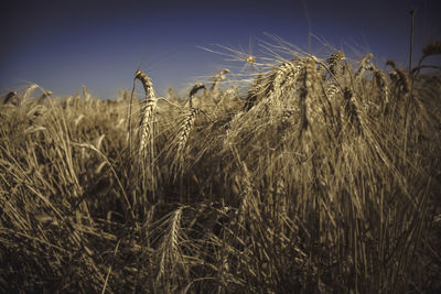 Close-up of wheat field against sky