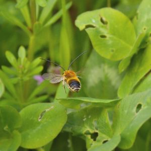 Close-up of bee pollinating on flower