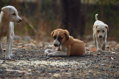 Dogs relaxing on land