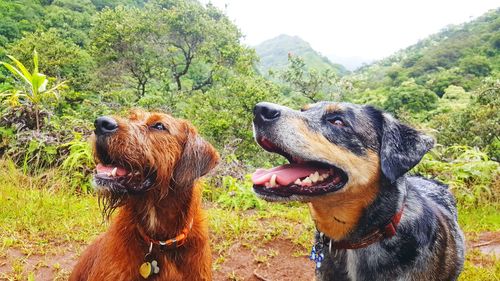 Close-up of dogs standing on field