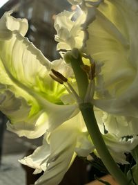 Close-up of fresh white flowers blooming outdoors