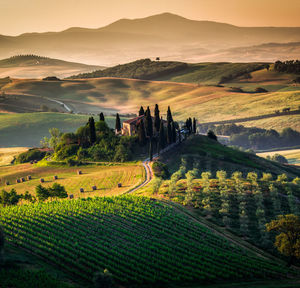 Scenic view of vineyard against sky at sunset