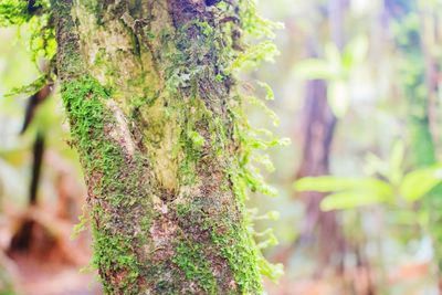Close-up of moss growing on tree trunk