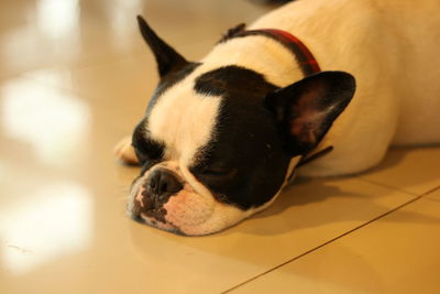 Close-up of a dog sleeping on floor at home