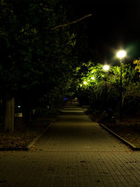 Illuminated trees at night