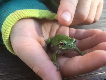 Cropped image of person holding a frog