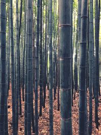View of bamboo trees in forest
