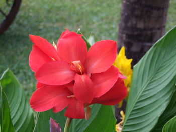 Close-up of red flower blooming outdoors