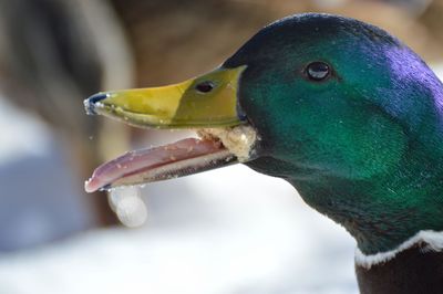 Close-up side view of a bird against blurred background