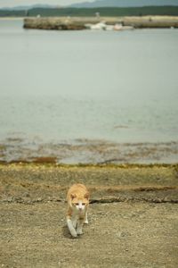 Cat on beach