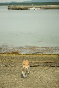 Cat living in shingugyoko port, fukuoka