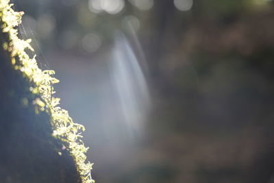 Close-up of flowering plant against blurred background