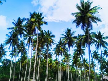 Low angle view of coconut palm trees against sky