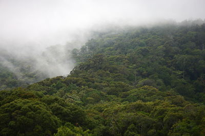 Scenic view of foggy forest