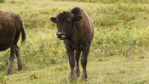 Sheep standing in a field