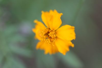 Close-up of yellow flower blooming outdoors