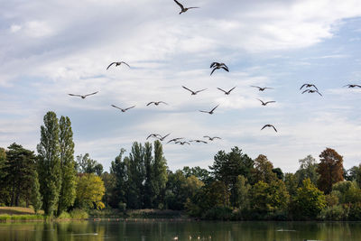 Flock of birds flying over lake