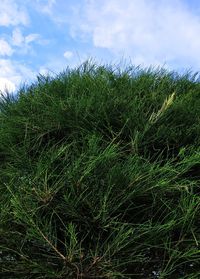 Plants growing on field against sky