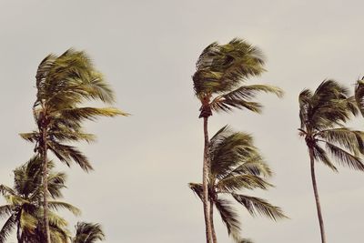 Low angle view of palm trees against sky