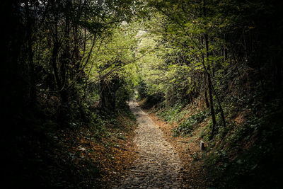 Scenic view of trees