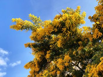 Low angle view of yellow flowering tree against sky