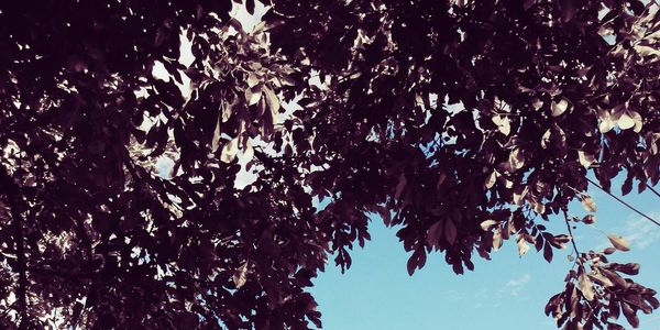 Low angle view of trees against clear sky