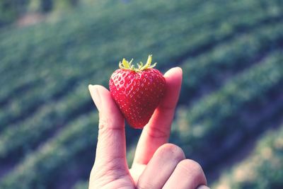 Cropped hand holding strawberry outdoors