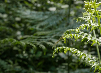 Close-up of fern leaves on tree