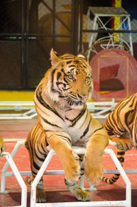 Tiger in a zoo