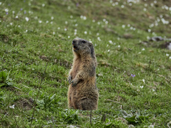 Young groundhog standing on an alpine meadow and whistling