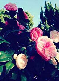 Close-up of pink rose