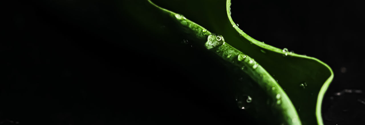 CLOSE-UP OF DEW DROPS ON PLANT AGAINST BLACK BACKGROUND