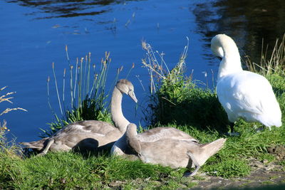 Swan on lakeshore