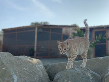 Cat on rock against sky