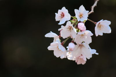 Close-up of apple blossoms in spring