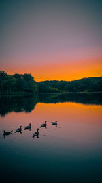 Birds swimming in lake during sunset